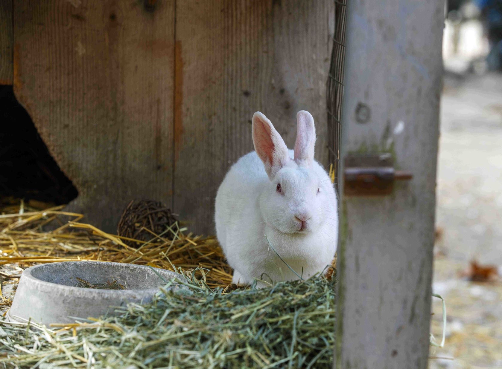 Funny Farm Rescue & Sanctuary